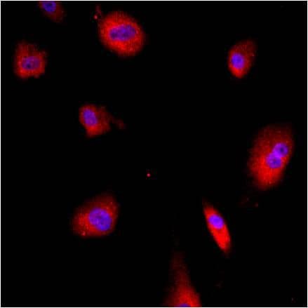 GRP78 Antibody in Immunocytochemistry (ICC/IF)