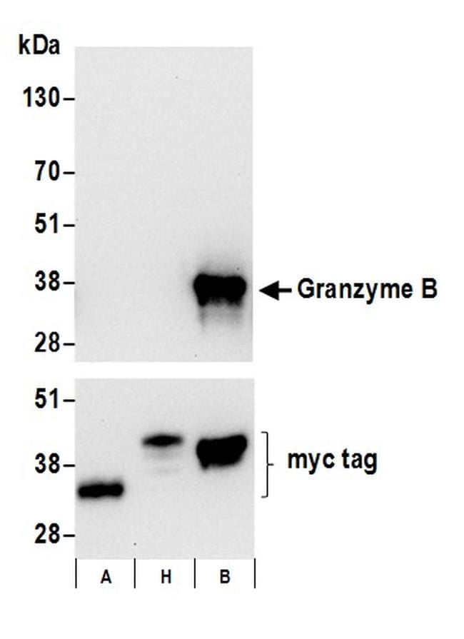 Granzyme B Antibody (A700-022)