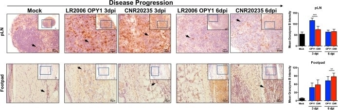 Granzyme B Antibody Fitc 11 8898 82