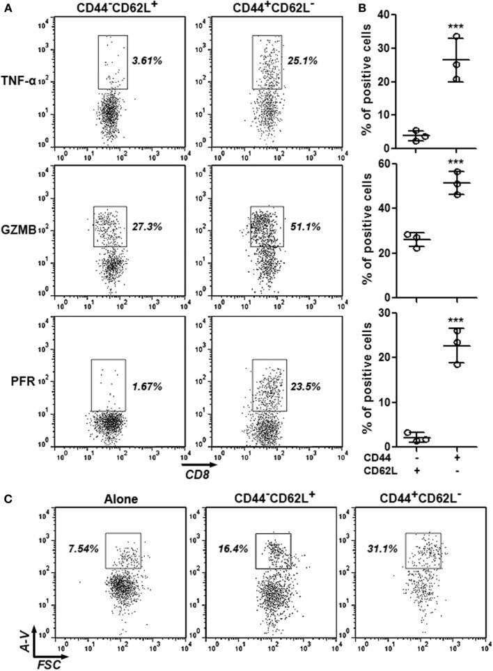 Granzyme B Antibody Pe Cyanine7 25 8898 82