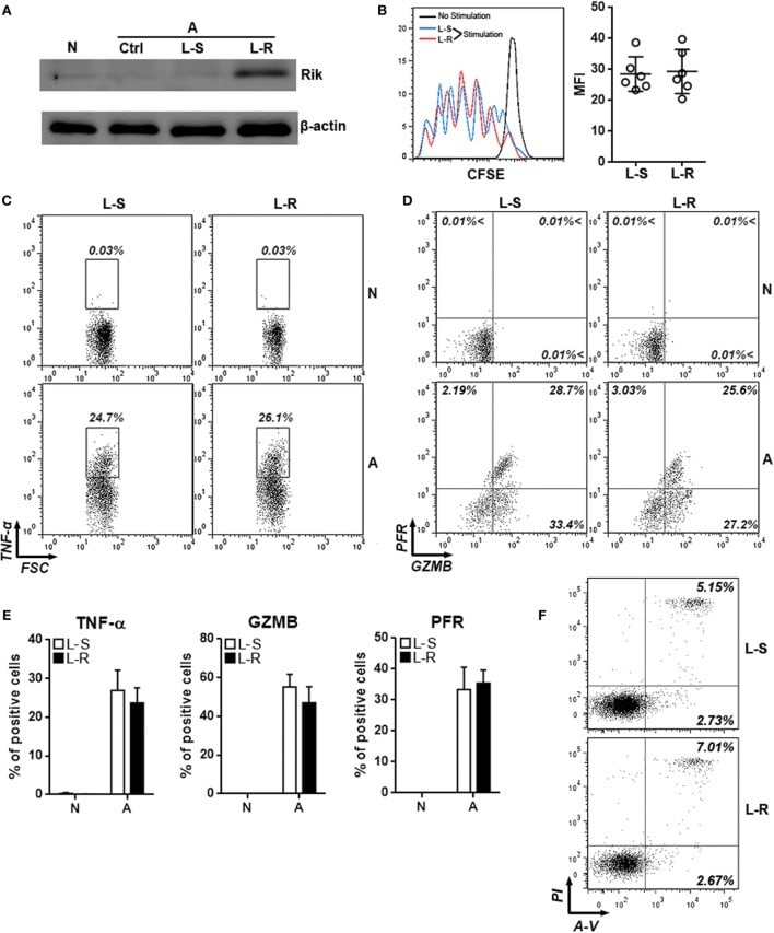 Granzyme B Antibody Pe Cyanine7 25 8898 82