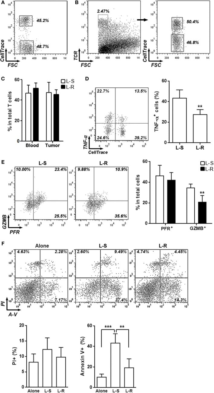 Granzyme B Antibody Pe Cyanine7 25 8898 82