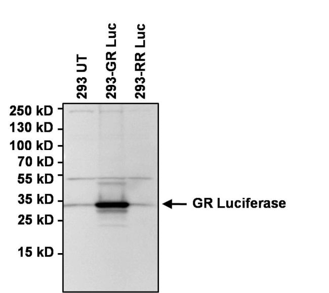 Green Renilla luciferase Antibody (PA1-180)