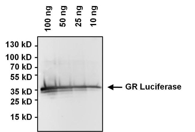 Green Renilla luciferase Antibody (PA1-180)