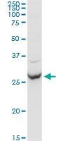 APOA1 Antibody in Western Blot (WB)
