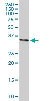 STX1A Antibody in Western Blot (WB)