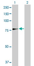 Aspscr1 Antibody H D01p