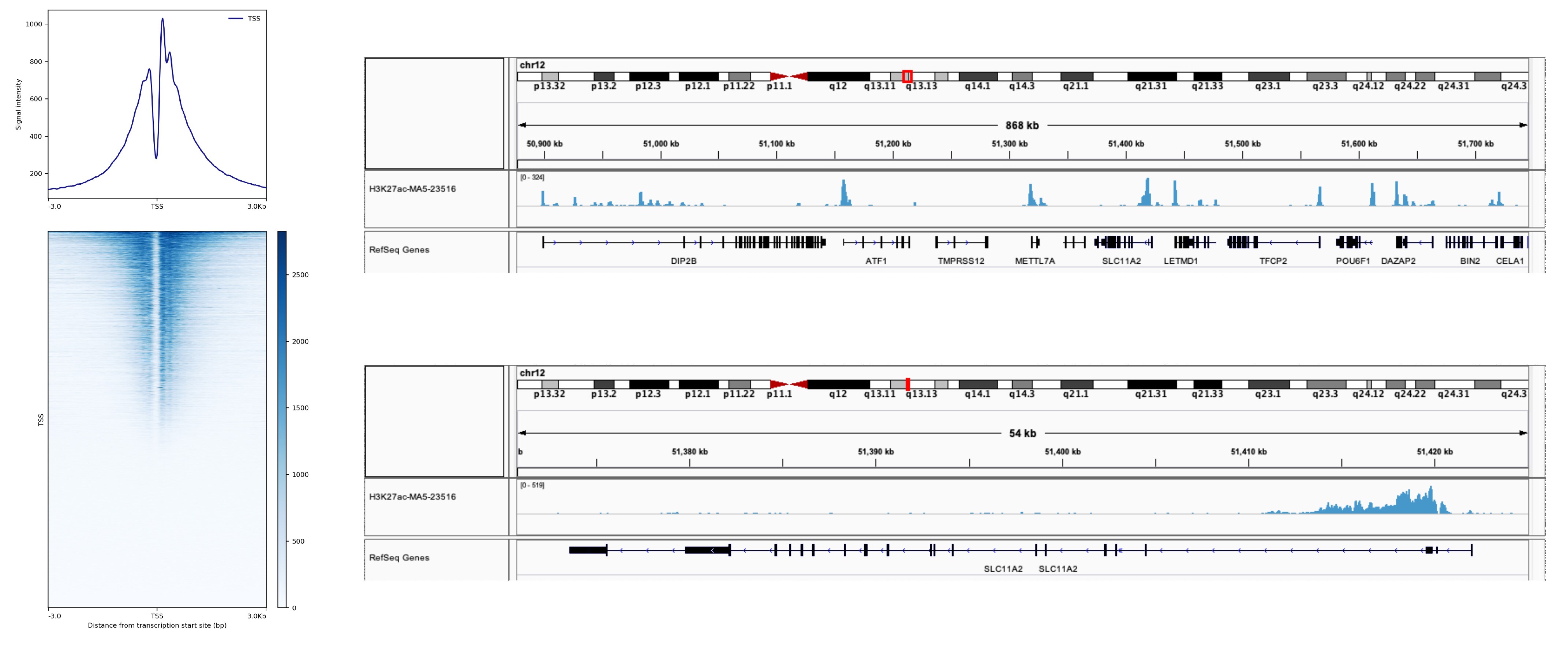 H3K27ac Antibody, ChIP-Verified (MA5-23516)