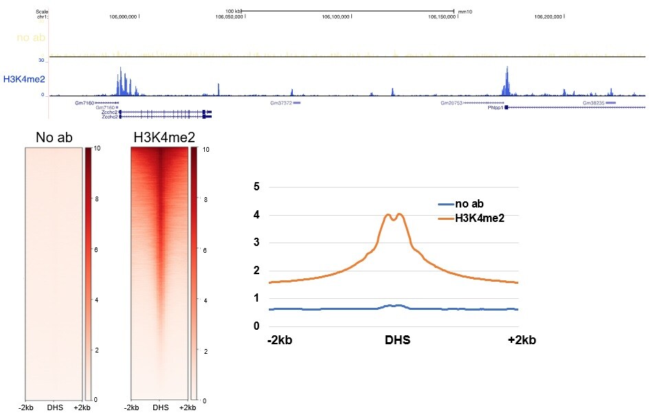H3K4me2 Antibody in CUT&RUN (C&R)