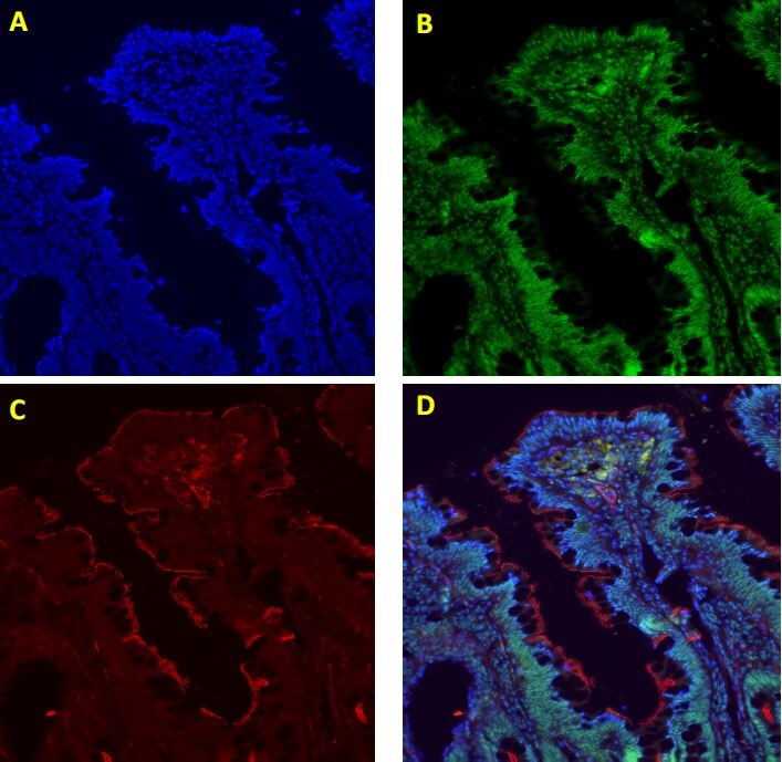 ZO-1 Antibody (33-9100)