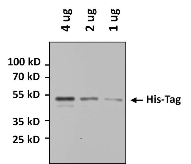 6x-His Tag Antibody, HRP (MA1-135-HRP)