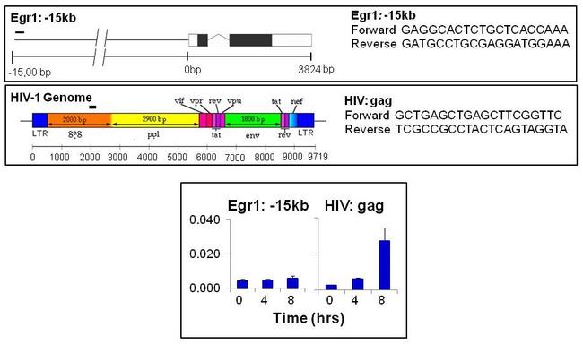 HP1 beta Antibody in ChIP Assay (ChIP)