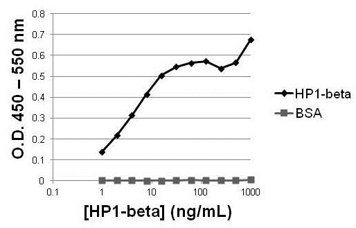 HP1 beta Antibody in ELISA (ELISA)