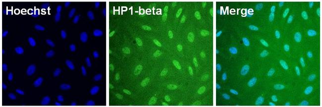 HP1 beta Antibody in Immunocytochemistry (ICC/IF)