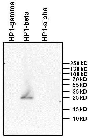 HP1 beta Antibody in Western Blot (WB)