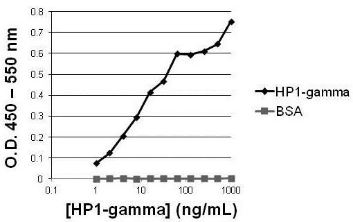 HP1 gamma Antibody in ELISA (ELISA)