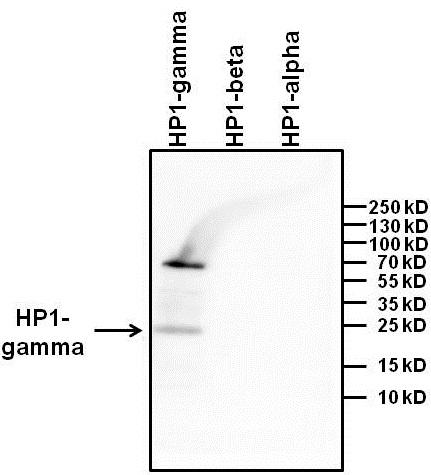 HP1 gamma Antibody in Western Blot (WB)