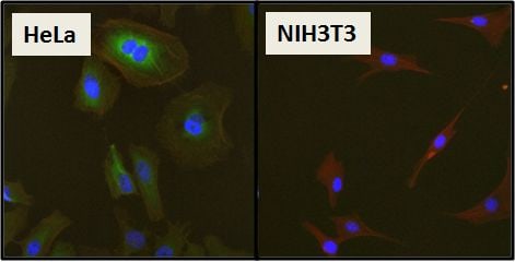 HSP27 Antibody in Immunocytochemistry (ICC/IF)