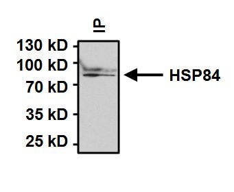 HSP90 beta Antibody in Immunoprecipitation (IP)