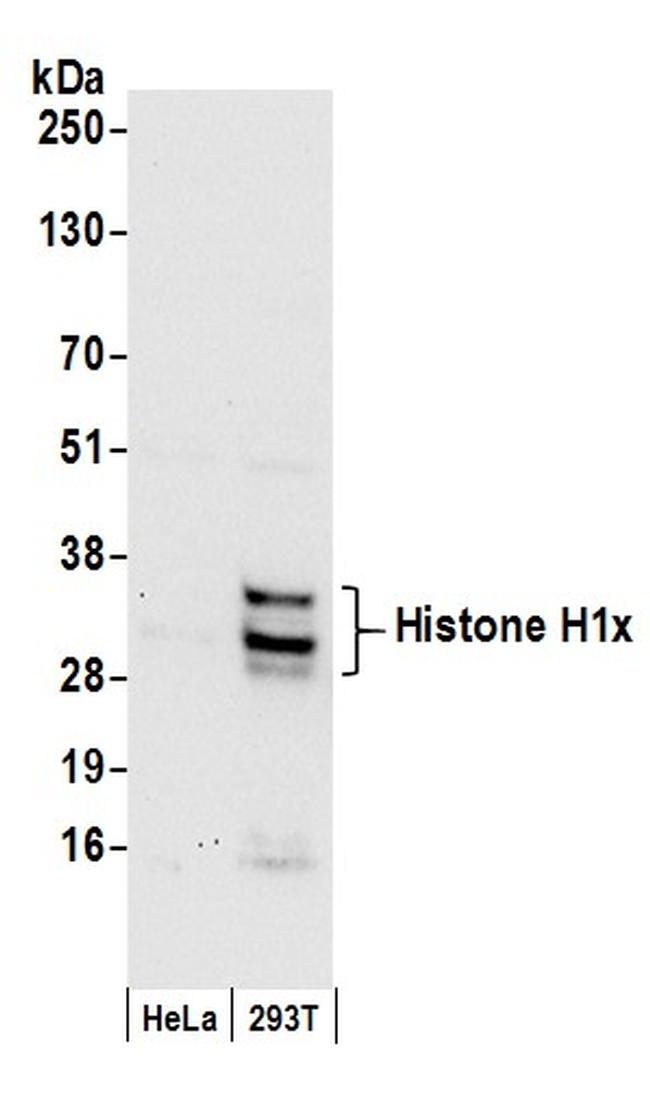 Histone H1x Antibody in Western Blot (WB)