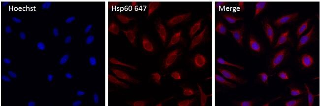 HSP60 Antibody in Immunocytochemistry (ICC/IF)