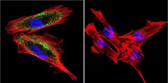 ATP4B Antibody in Immunocytochemistry (ICC/IF)