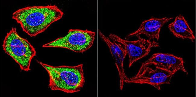 ATP4B Antibody in Immunocytochemistry (ICC/IF)