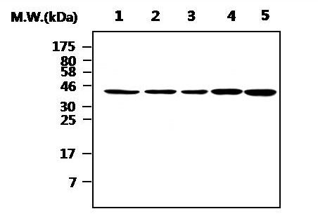 ICAD Antibody (MA5-17224)