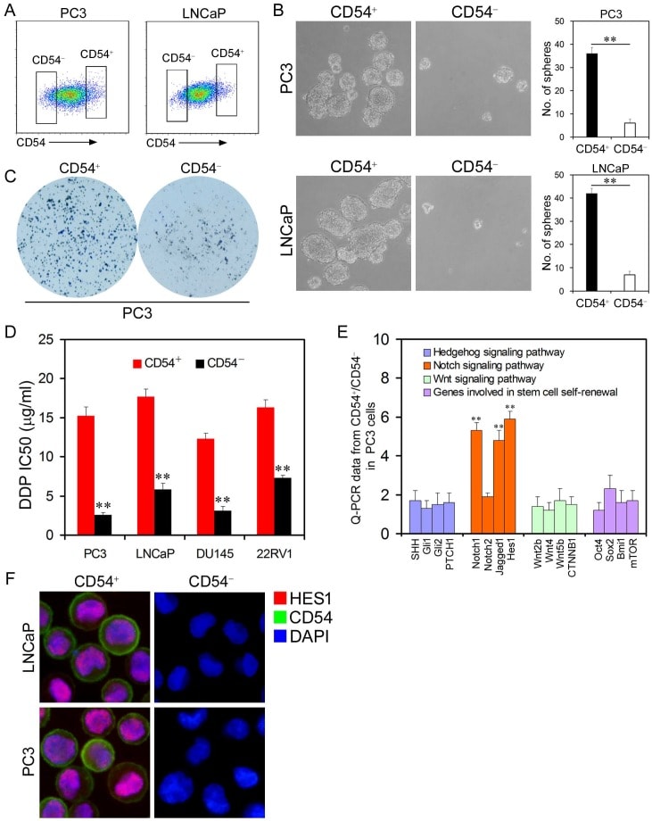 CD54 (ICAM-1) Monoclonal Antibody (HA58), eBioscience™