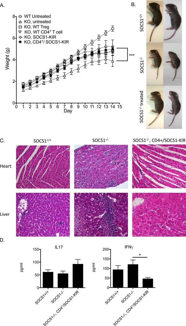 IFN gamma Antibody (14-7313-81)