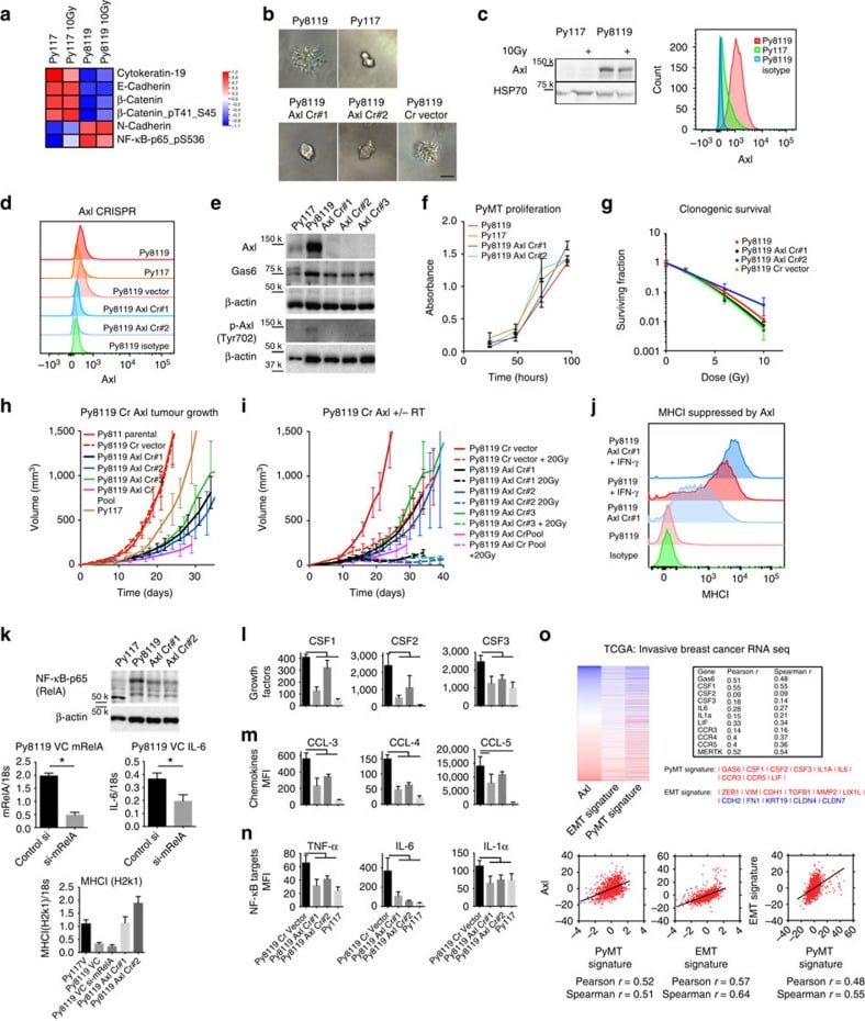 IFN gamma Antibody, PE (Monoclonal, XMG1.2)