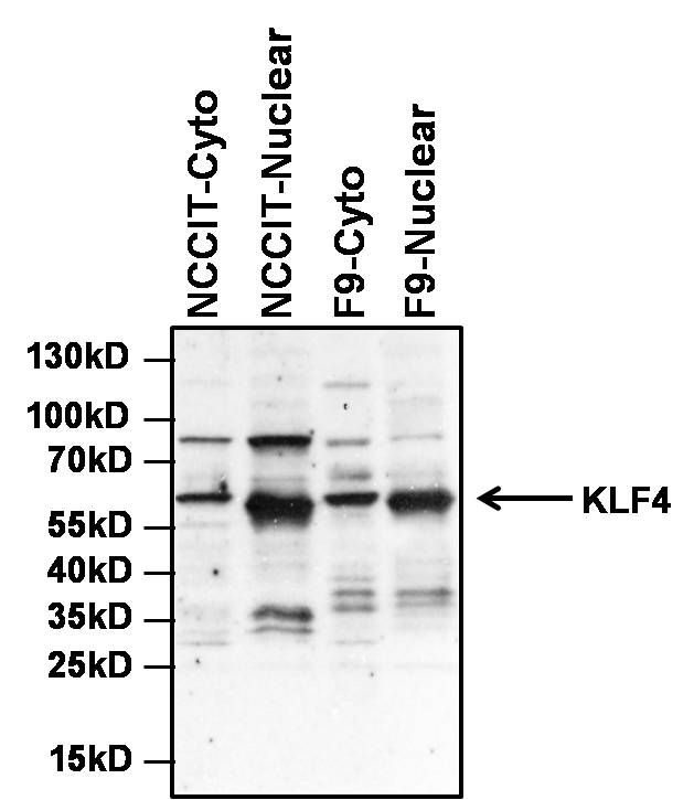 KLF4 Antibody (PA1-095)