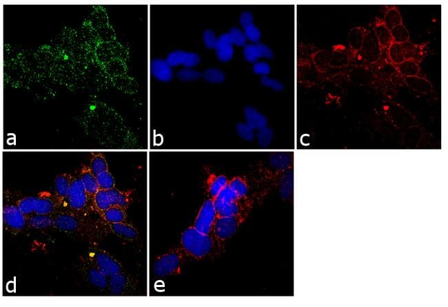 Kallikrein 6 Antibody in Immunocytochemistry (ICC/IF)