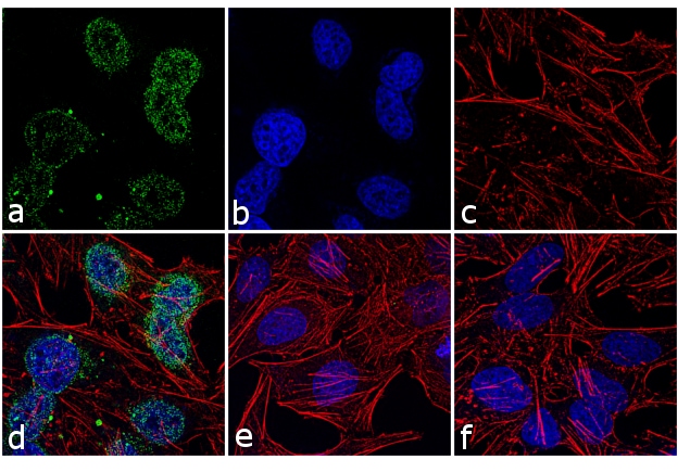 PRAK Antibody