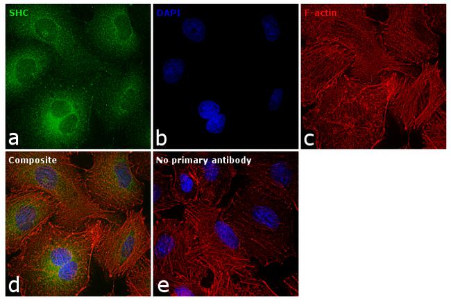 SHC Antibody (LF-MA0201)