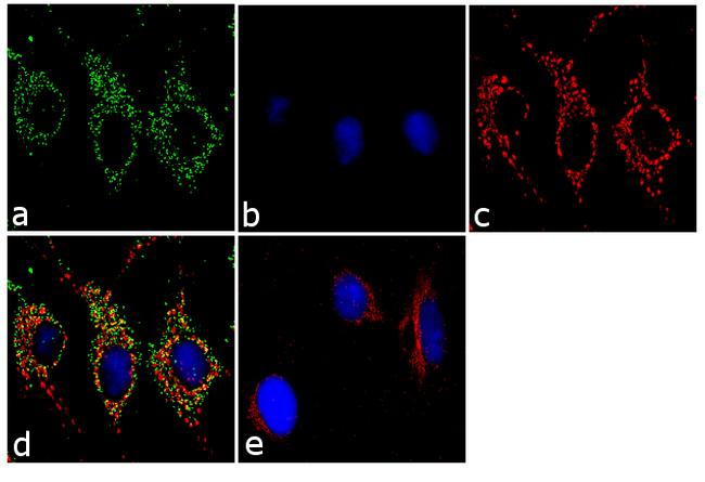 Transthyretin Antibody in Immunocytochemistry (ICC/IF)