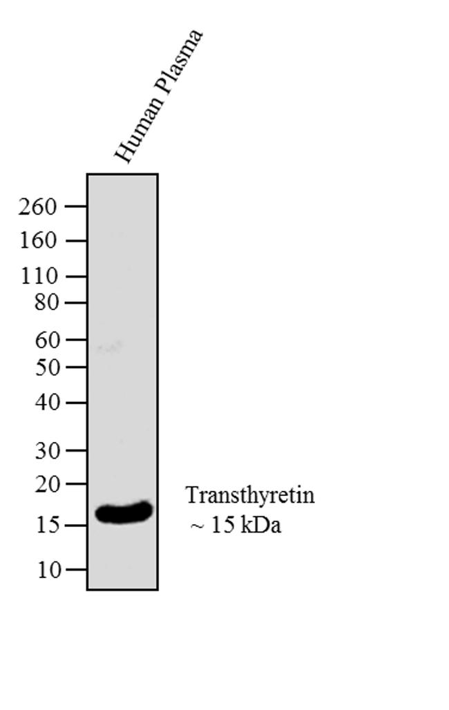 Transthyretin Antibody in Western Blot (WB)