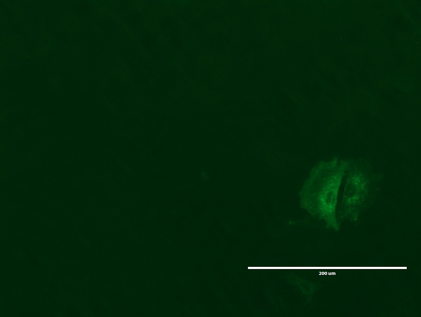 lgr5 antibody immunofluorescence