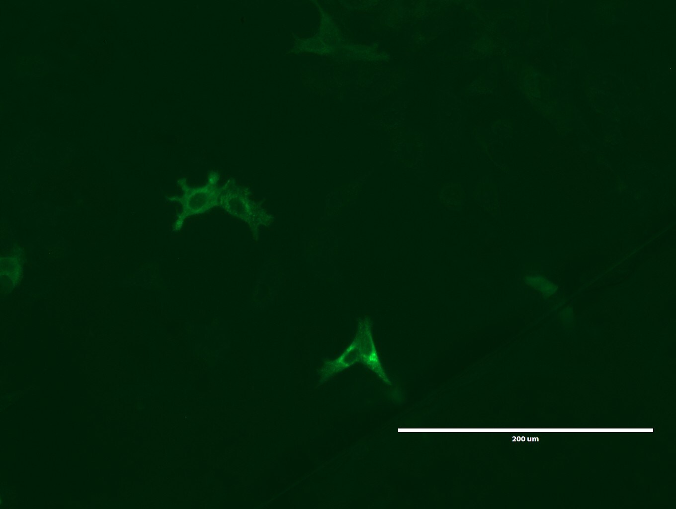 lgr5 antibody immunofluorescence