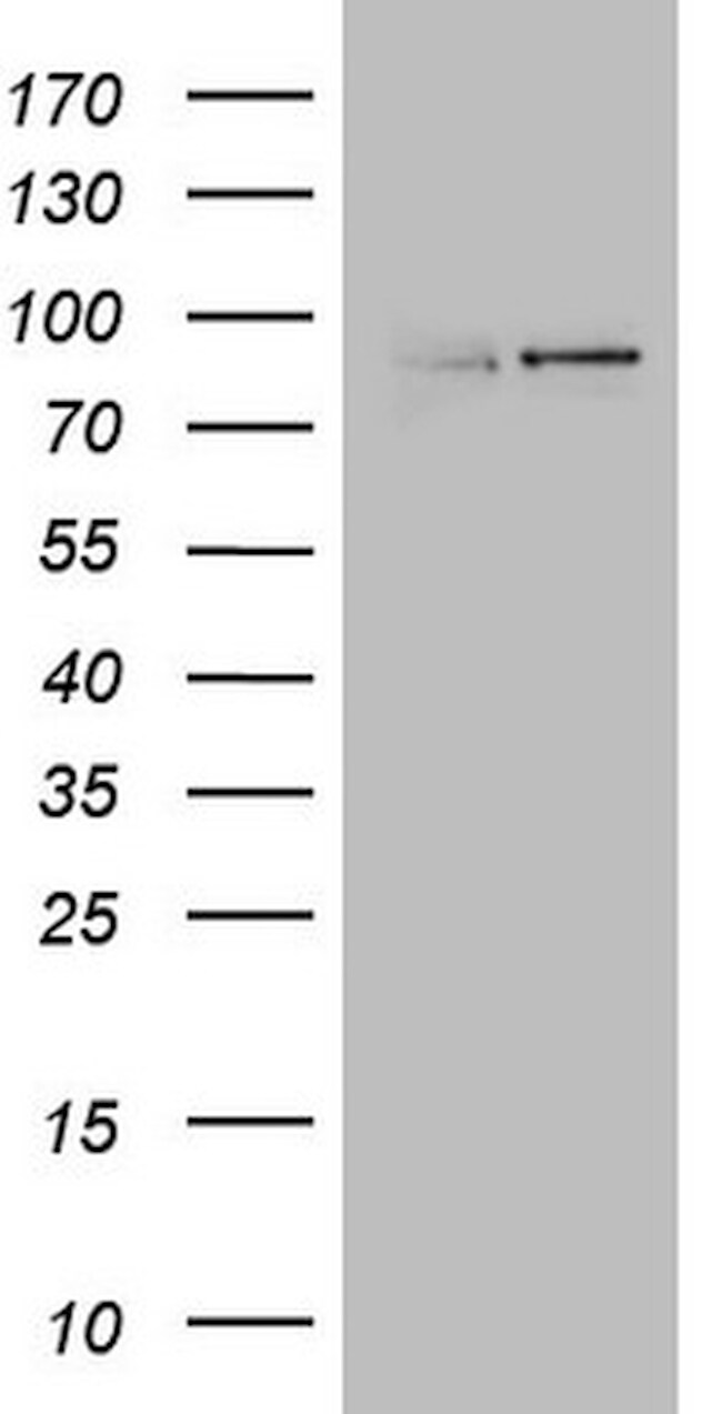 LGR5 Antibody in Western Blot (WB)