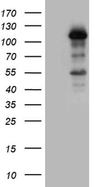 LONRF3 Antibody in Western Blot (WB)