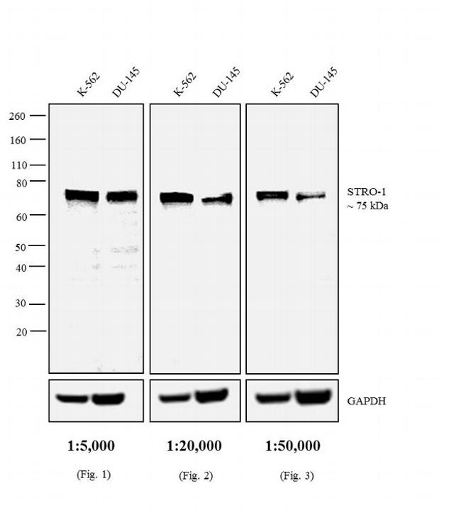Mouse IgM (Heavy chain) Cross-Adsorbed Secondary Antibody in Western Blot (WB)