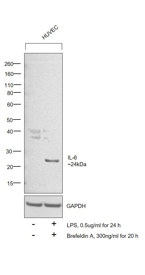 IL-6 Antibody
