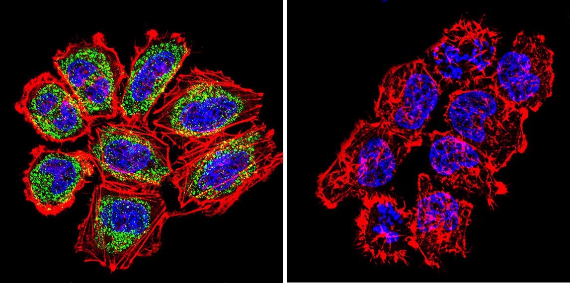 Pan Ras Antibody (MA1-012)