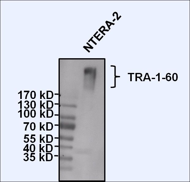 TRA-1-60 Antibody in Western Blot (WB)
