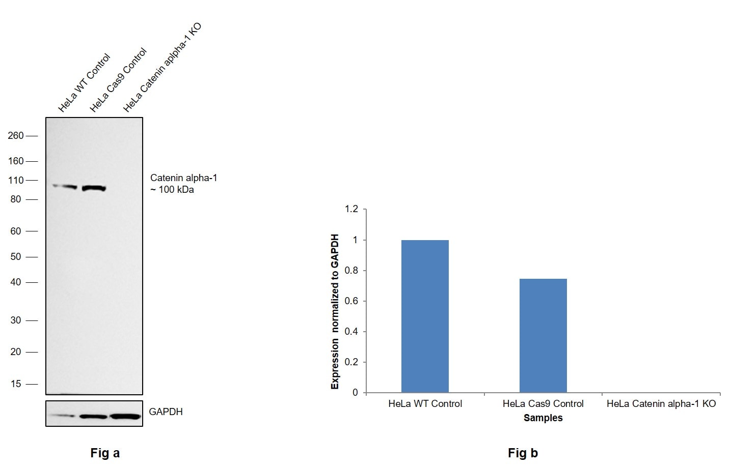 alpha Catenin Antibody in Western Blot (WB)