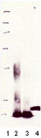 Metallothionein Antibody in Western Blot (WB)