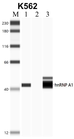hnRNP A1 Antibody in RNA Immunoprecipitation (RIP)