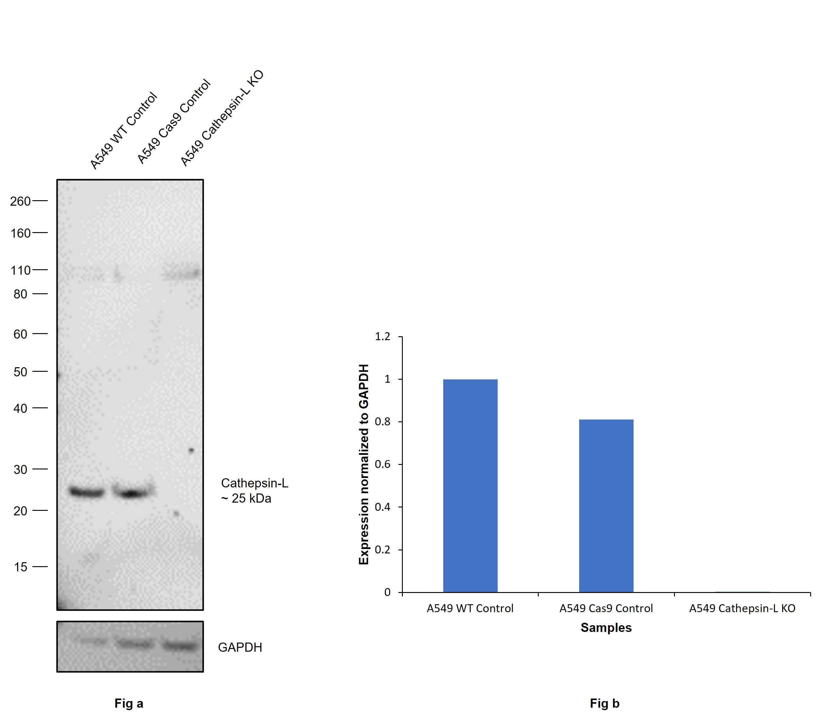 Cathepsin L Antibody