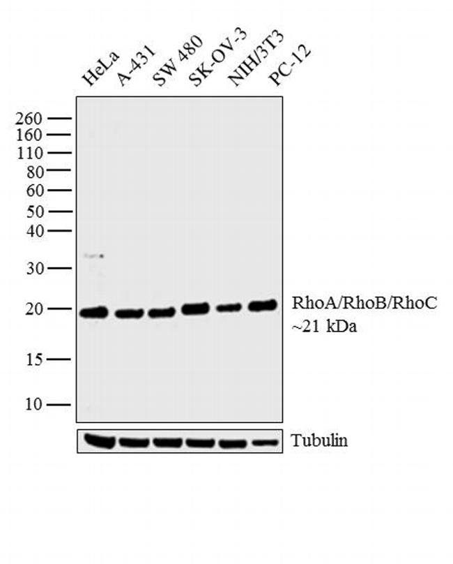 RhoA/RhoB/RhoC Antibody in Western Blot (WB)